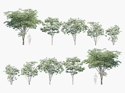 四照花 石枣 羊梅