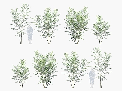 光蜡树 常青白蜡 白鸡油