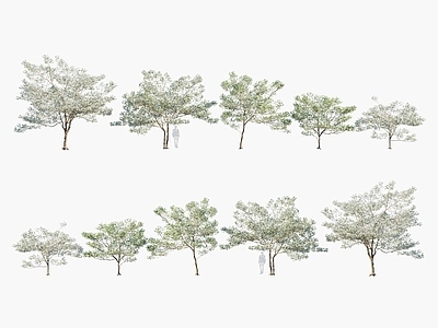 大花四照花 多花梾木 山茱萸