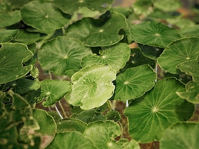 水生旱金莲花荷叶植物组合 水葫芦浮漂水生挺水组合 池塘莲花荷叶