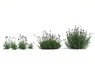 花草 小花 小草 种子 植物 花草