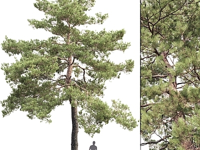 乔木