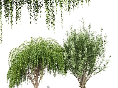 垂柳 柳树 树木 植物