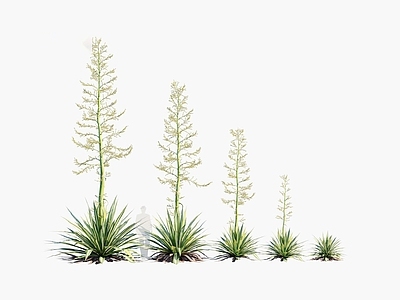 花草组合 缝线麻