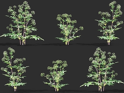 当归 天使草 花草植物