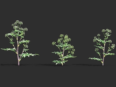 当归 天使草 花草植物