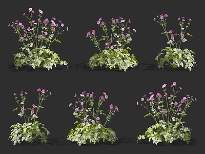 掌叶老鹳草 花卉野花 木槿花