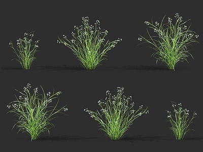 蜜糖草 甘草 牧草野草