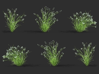 蜜糖草 甘草 牧草野草