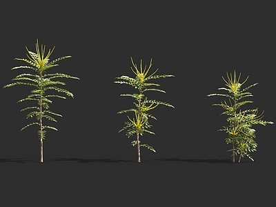 花草植物 野花野草