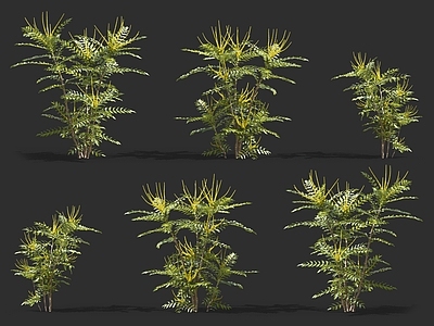 花草植物 野花野草
