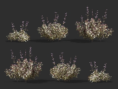 鼠尾草 熏衣草 野花野草