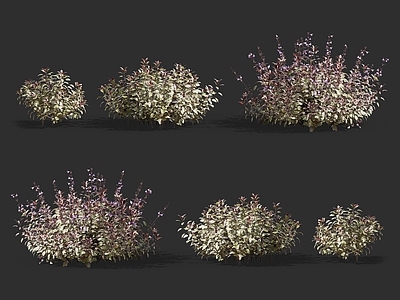 鼠尾草 熏衣草 野花野草