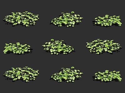 金钱草 铜钱草 匍匐植物