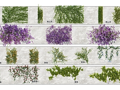 2D爬藤 爬虎 叶子花 飘香藤 蔷薇 葡萄 牵牛花 墙