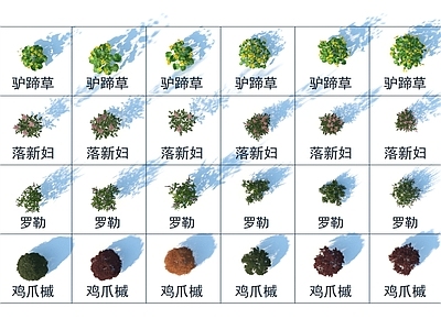 灌木 驴蹄草 落新妇 罗勒 鸡爪槭