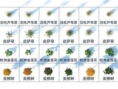 灌木 羽毛芦苇草 皮萨草 欧洲金莲花 美檫树