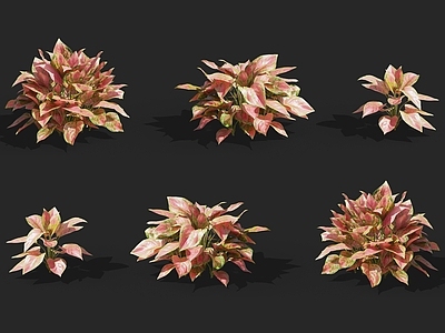 彩叶万年青 花叶万年青