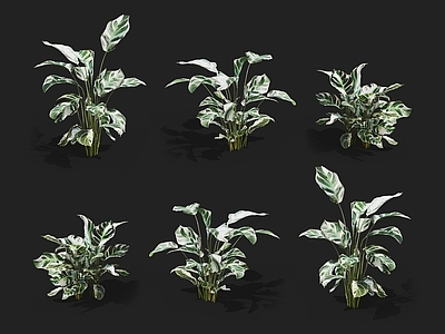 白油画竹芋 斑叶竹芋