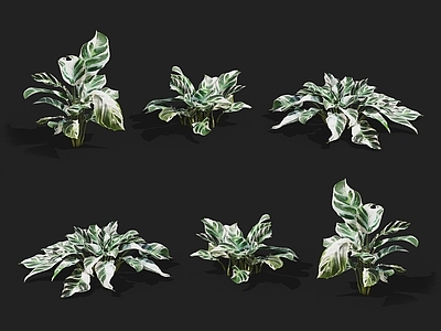 白油画竹芋 斑叶竹芋