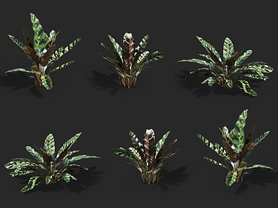 白油画竹芋 斑叶竹芋