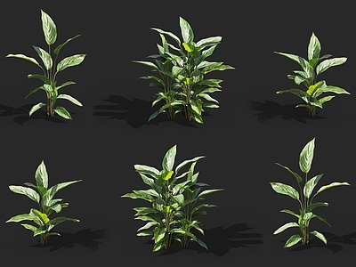 肖竹芋 孔雀竹芋
