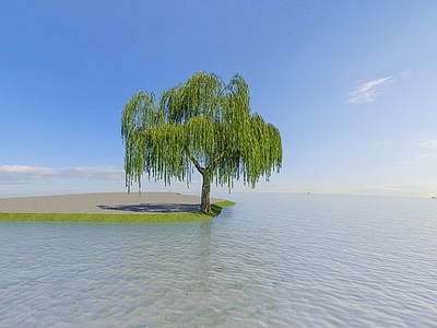 柳树 杨柳