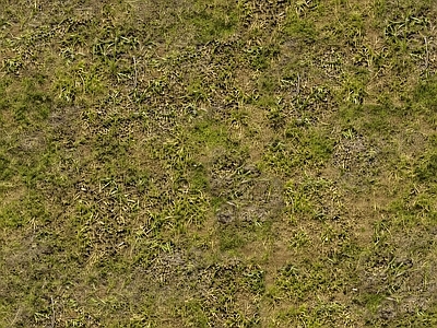 高清草地苔藓草坪泥土沙土泥巴土壤野草自然草皮 草皮草坪