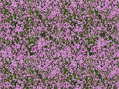灌木花丛