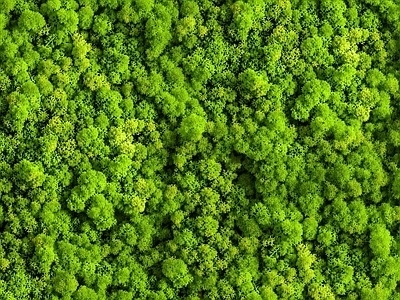 永久苔藓绿植墙