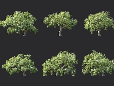 槐树