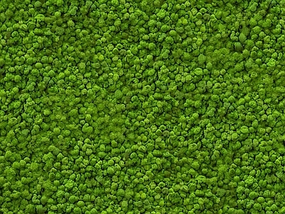 永久苔藓绿植墙