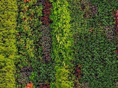 垂直绿植墙 灌木