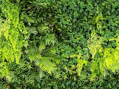 垂直绿植墙 灌木