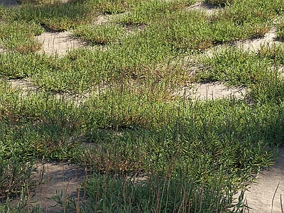 草 草坪 花草灌木