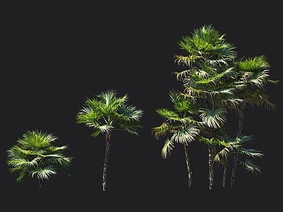 沼地棕 湿地棕 棕榈树