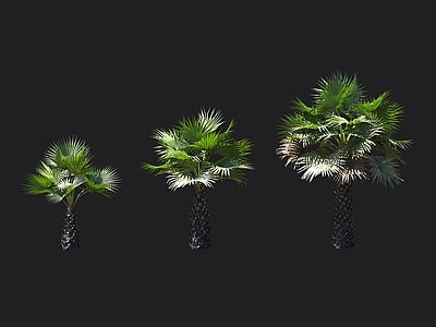 糖棕 糖椰子树 棕榈树