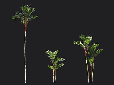 红椰子 红槟榔树 猩红椰子树