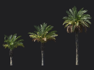 长叶刺葵 槟榔竹 热带植物