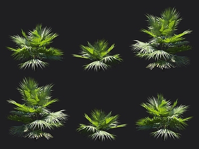 圆叶蒲葵 庭院绿化 棕榈树