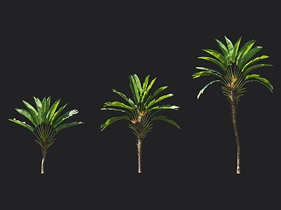 大鹤望兰 天堂鸟 热带植物