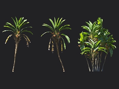 大鹤望兰 天堂鸟 热带植物