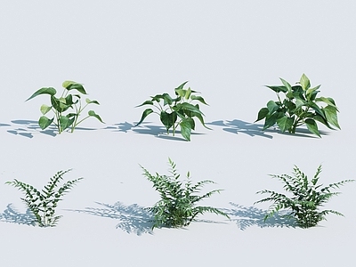 植物 草