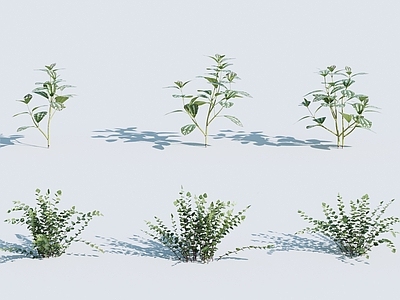 植物 草