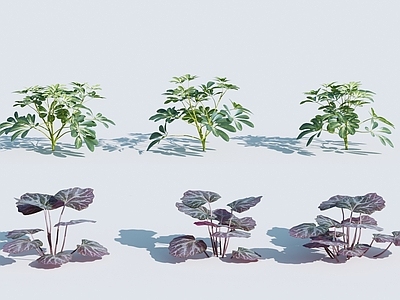 植物 草