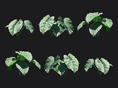 大野芋 花卉盆栽