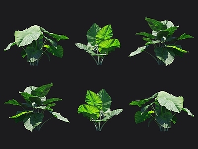 大野芋