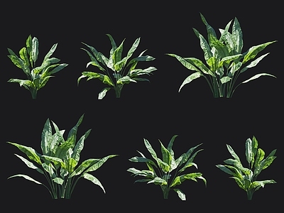 环花草