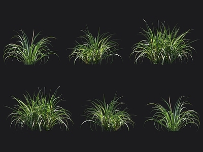 柠檬草 香茅草 青草