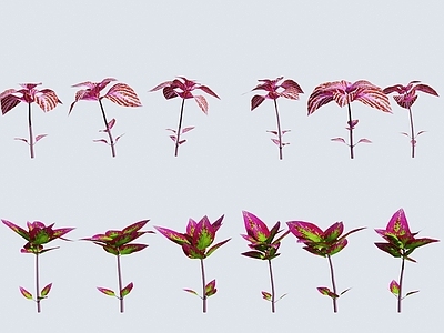花草
